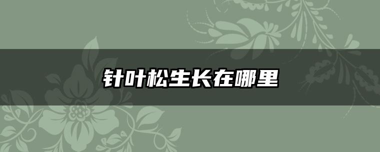 针叶松生长在哪里