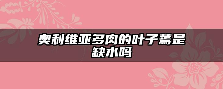 奥利维亚多肉的叶子蔫是缺水吗