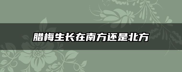 腊梅生长在南方还是北方