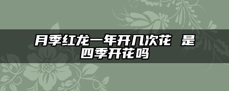 月季红龙一年开几次花 是四季开花吗