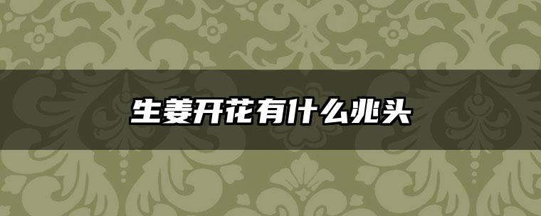 生姜开花有什么兆头