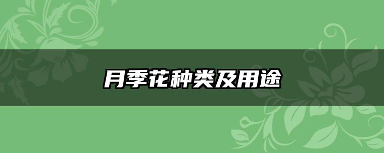 月季花种类及用途