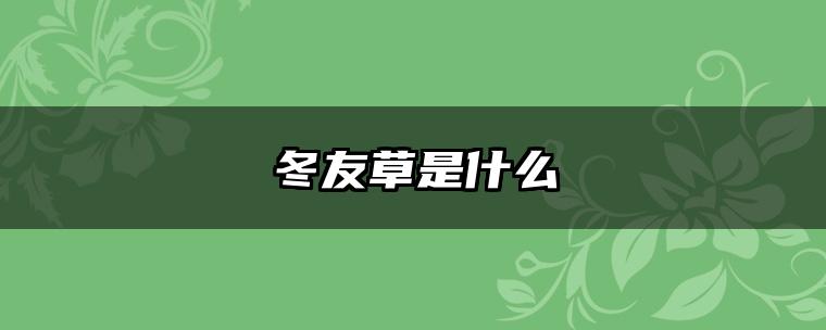 冬友草是什么