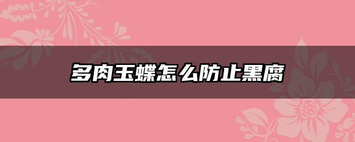 多肉玉蝶怎么防止黑腐