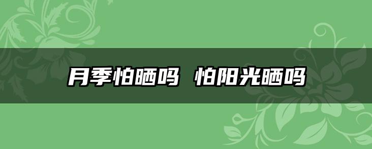 月季怕晒吗 怕阳光晒吗