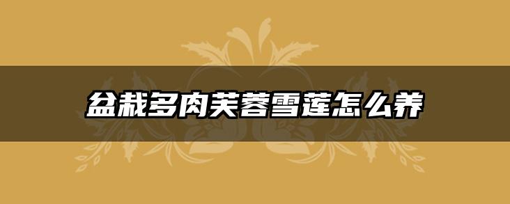 盆栽多肉芙蓉雪莲怎么养