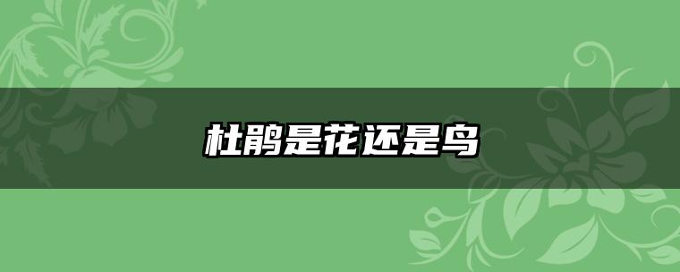 杜鹃是花还是鸟