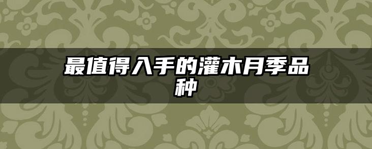 最值得入手的灌木月季品种