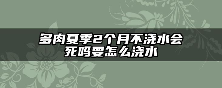 多肉夏季2个月不浇水会死吗要怎么浇水