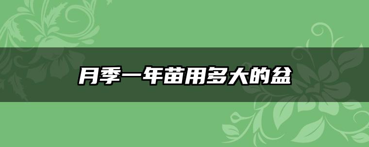 月季一年苗用多大的盆