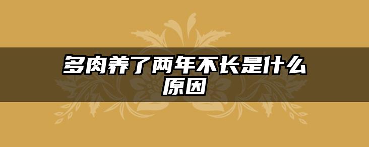 多肉养了两年不长是什么原因