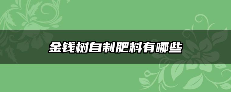 金钱树自制肥料有哪些