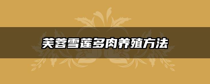 芙蓉雪莲多肉养殖方法