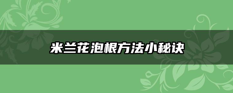 米兰花泡根方法小秘诀