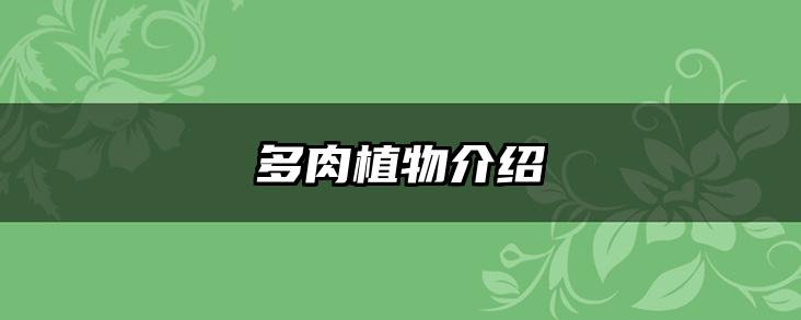 多肉植物介绍