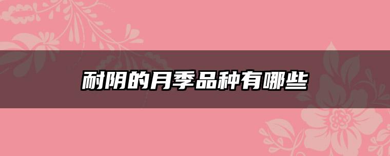 耐阴的月季品种有哪些