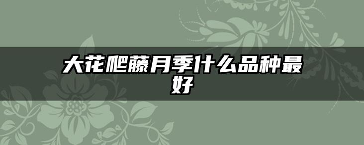 大花爬藤月季什么品种最好