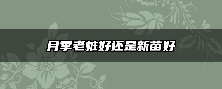 月季老桩好还是新苗好