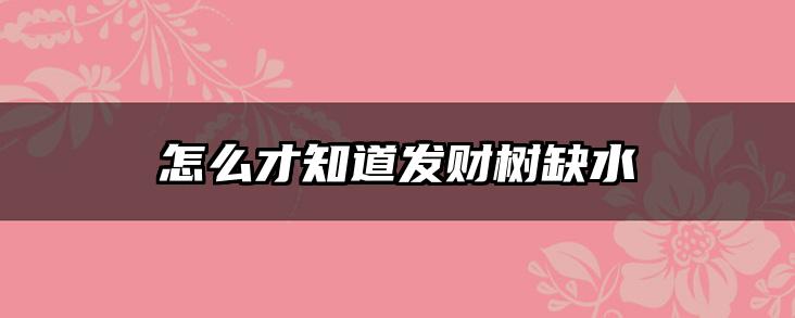 怎么才知道发财树缺水