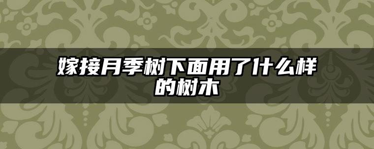嫁接月季树下面用了什么样的树木