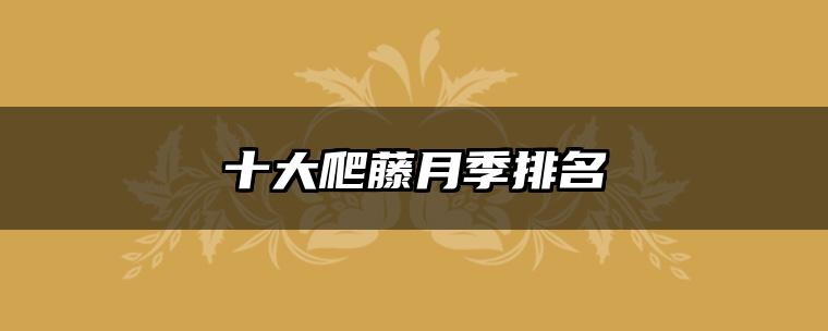 十大爬藤月季排名