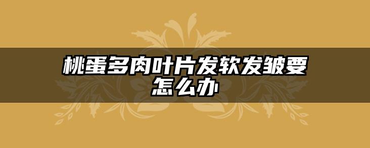 桃蛋多肉叶片发软发皱要怎么办