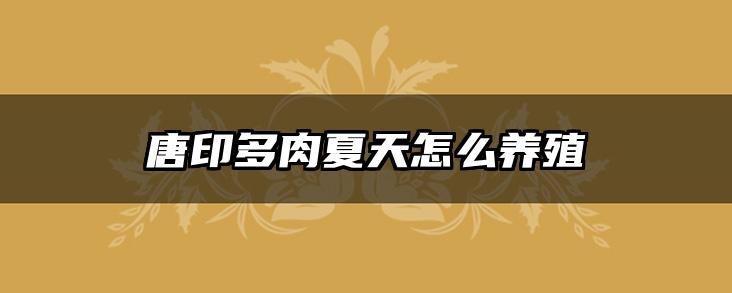 唐印多肉夏天怎么养殖