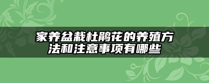 家养盆栽杜鹃花的养殖方法和注意事项有哪些