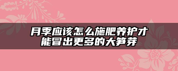 月季应该怎么施肥养护才能冒出更多的大笋芽