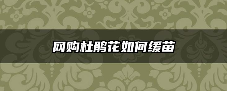 网购杜鹃花如何缓苗
