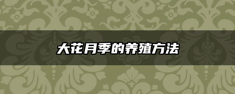 大花月季的养殖方法