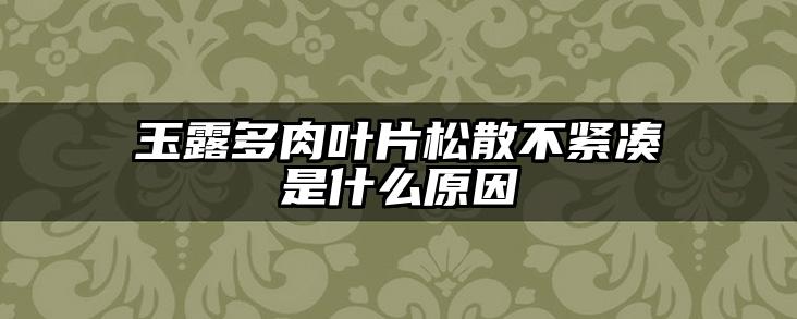 玉露多肉叶片松散不紧凑是什么原因