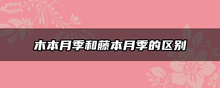 木本月季和藤本月季的区别