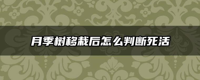 月季树移栽后怎么判断死活
