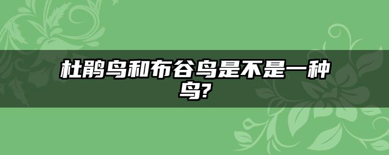 杜鹃鸟和布谷鸟是不是一种鸟?