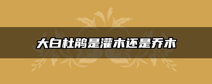 大白杜鹃是灌木还是乔木