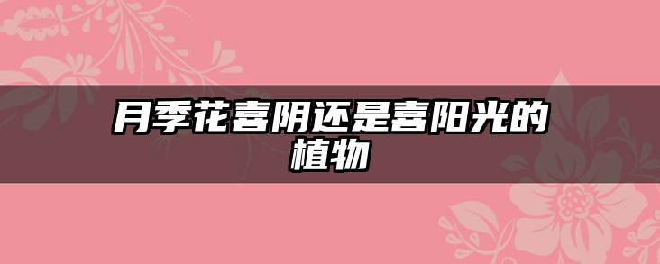 月季花喜阴还是喜阳光的植物