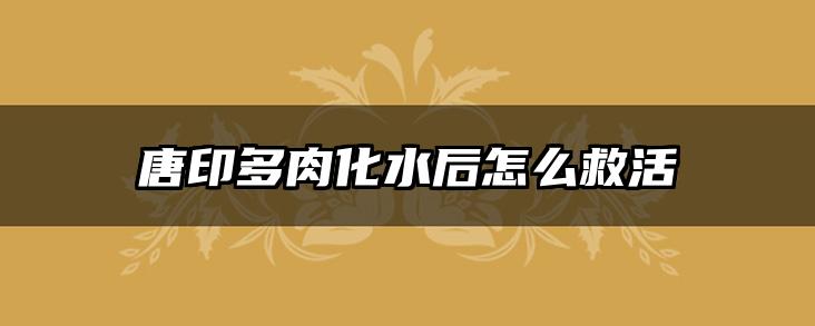 唐印多肉化水后怎么救活