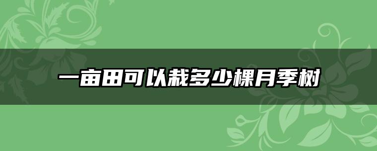 一亩田可以栽多少棵月季树