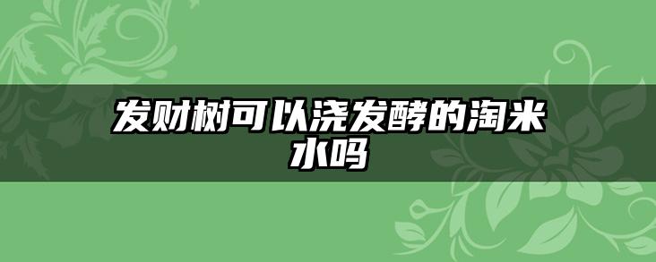 发财树可以浇发酵的淘米水吗