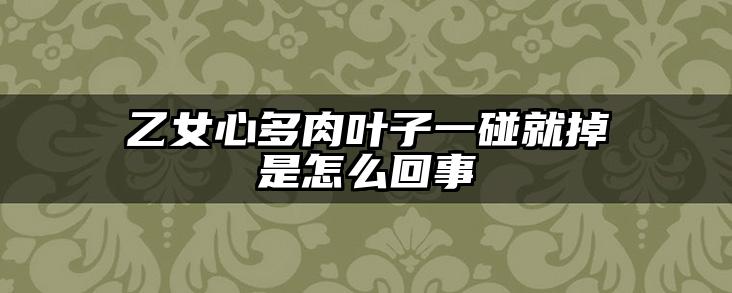 乙女心多肉叶子一碰就掉是怎么回事