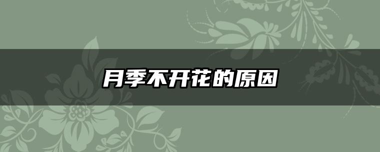 月季不开花的原因