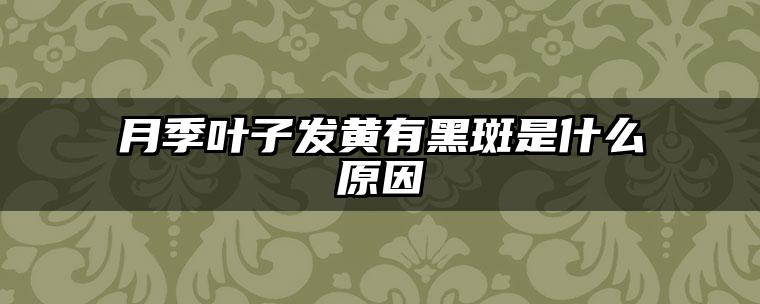 月季叶子发黄有黑斑是什么原因