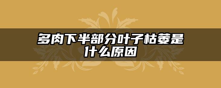 多肉下半部分叶子枯萎是什么原因