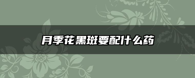月季花黑斑要配什么药