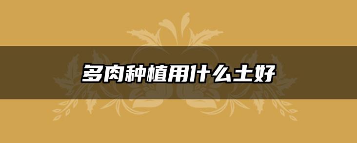 多肉种植用什么土好