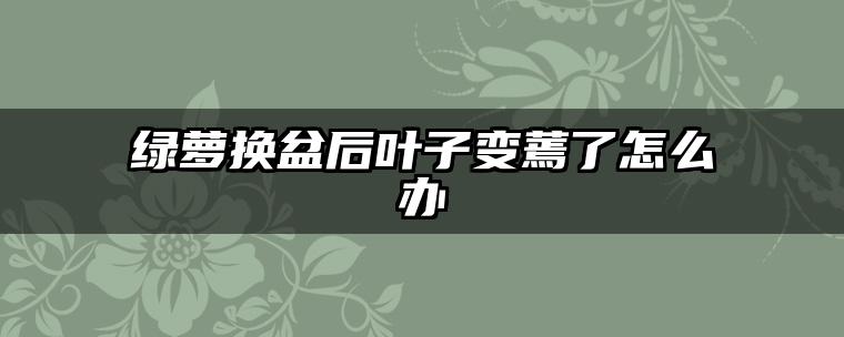 绿萝换盆后叶子变蔫了怎么办
