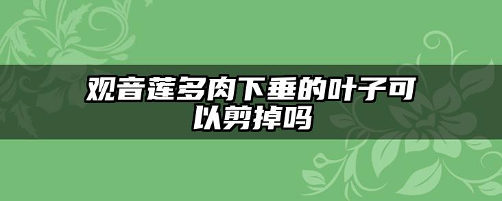 观音莲多肉下垂的叶子可以剪掉吗