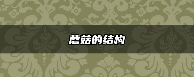 蘑菇的结构