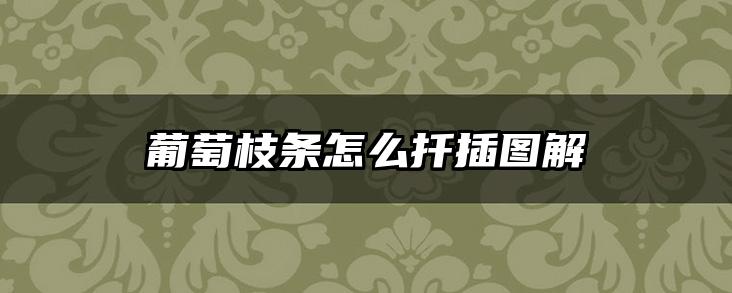 葡萄枝条怎么扦插图解